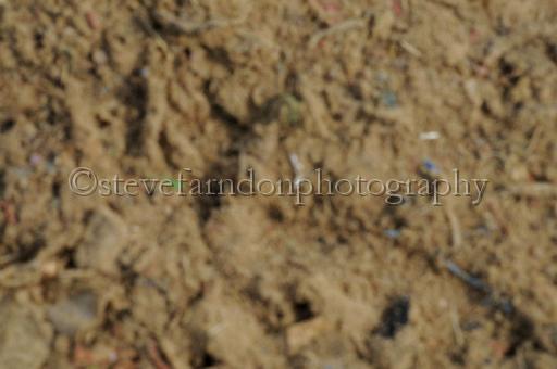 NRS_0570.JPG - (C)S.FARNDON