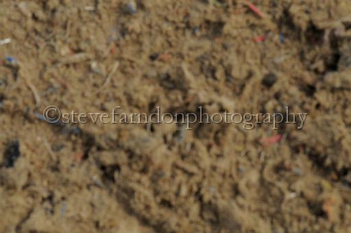 NRS_0620.JPG - (C)S.FARNDON
