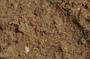 NRS_0333