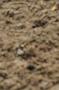 NRS_0542