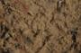 NRS_0594