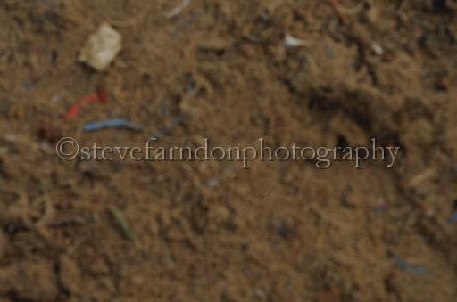 NRS_0789.JPG - (C)S.FARNDON
