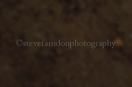 NRS_0804.JPG - (C)S.FARNDON