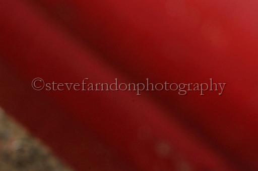 NRS_0818.JPG - (C)S.FARNDON