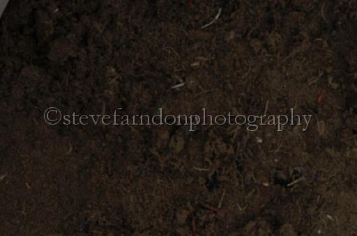 NRS_0837.JPG - (C)S.FARNDON