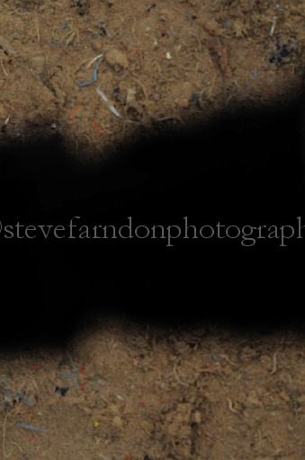 NRS_0874.JPG - (C)S.FARNDON