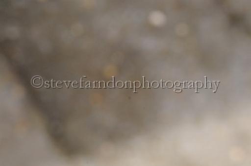 NRS_1262.JPG - (C)S.FARNDON
