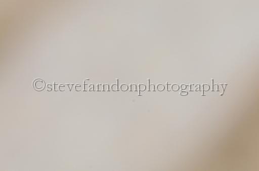 NRS_1286.JPG - (C)S.FARNDON