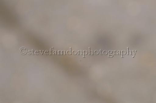 NRS_1306.JPG - (C)S.FARNDON