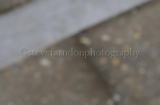 NRS_1337.JPG - (C)S.FARNDON