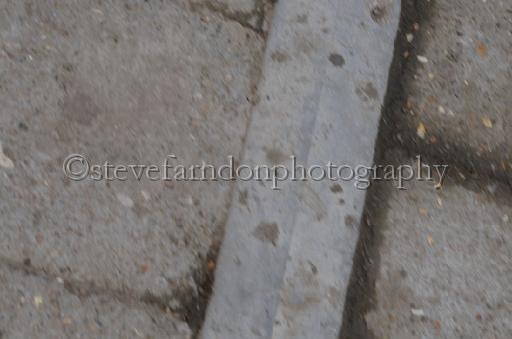NRS_1493.JPG - (C)S.FARNDON