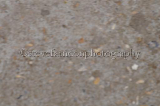 NRS_1696.JPG - (C)S.FARNDON