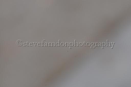NRS_1732.JPG - (C)S.FARNDON