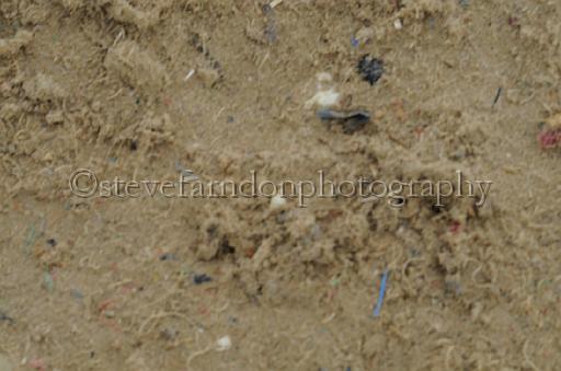 NRS_1766.JPG - (C)S.FARNDON