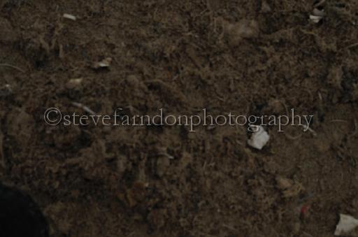 NRS_1786.JPG - (C)S.FARNDON