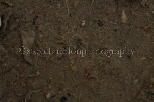 NRS_1823.JPG - (C)S.FARNDON