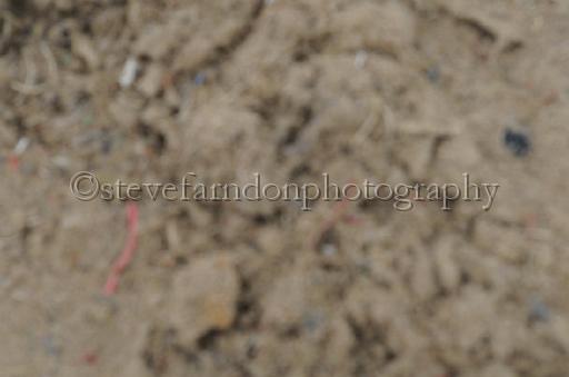 NRS_1867.JPG - (C)S.FARNDON