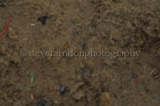 NRS_1889.JPG - (C)S.FARNDON