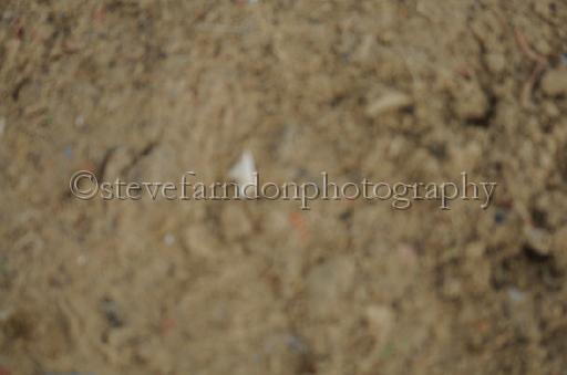 NRS_2256.JPG - (C)S.FARNDON