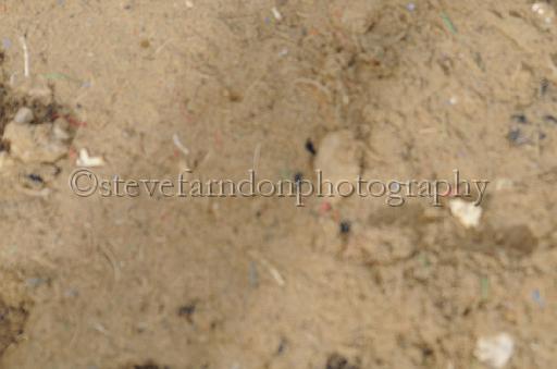 NRS_2541.JPG - (C)S.FARNDON